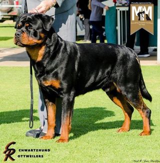 Congratulations!
Maverick is awesome! 😍
Thank you Natalie Hann for the kind words, support and great pic. “Thanks MfM for your continued support!  Awesome product and Aussie made - can’t top that! 
Maverick - RUNNER UP BEST IN GROUP AND BEST “BRED BY EXHIBITOR” - You definitely are what you eat!!”