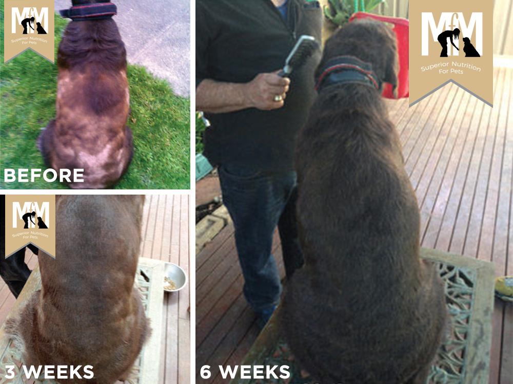 See the results of improved hair growth for dogs - MfM Australia