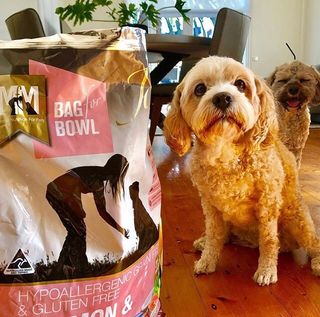 So cute! 😍
Thank you @aussieboyaussie for your support. 
@aussieboyaussie “We love MfM!” #mealsformutts #mfm #mfmaustralia #glutenfree #allnatural #grainfree #hypoallergenic #holistic #pet #petfood #australianmade #australianowned #familyowned #bagforbowl #bfb #rescuedog