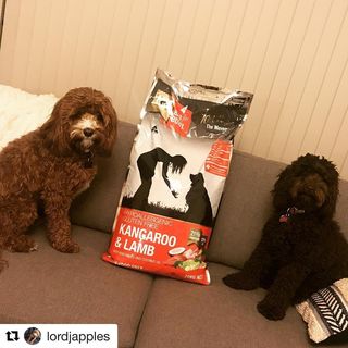 Aww!
Jasper & Lacey you guys are so adorable! 😍
Thank you @lordjapples for your support. 
#Repost @lordjapples with @get_repost
・・・
We received our new 20kg bag of kangaroo & lamb biscuits today from @mealsformutts as you can see we can’t wait to get stuck in as we love it sooooo much #spoodlesofinstagram #cavoodlesofinstagram