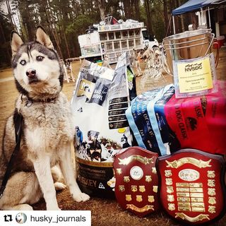 #Repost @husky_journals with @get_repost
・・・
Thank you MfM (Meals for Mutts) for powering our beautiful sled dog team. 
Over the past 2 weeks our dogs have been awarded.. Second place in 8 dog class across two consecutive weekends.
First place in 4 dog class
First place in 3 dog class 
Third place in Bikejoring class
Sportsmanship award

We are camping and travelling with 23 dogs ranging in age from 6 months to 13 years old. Each and every one is loving their MfMs and not just thriving but succeeding beyond our expectations. 
@mealsformutts