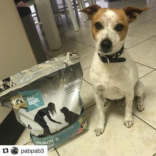 Thank you @pabpab3 for your kind words, support and adorable pic. 😍

#Repost @pabpab3 with @get_repost
・・・
Yay for a fresh bag of @mealsformutts. Not only is it good for my skin and coat, but mum has the joy of not dealing with stinky farts 👌🏼 and how cool is it that for each bag I devour, a bowl of food is donated to an Australian rescue group. If that’s not incentive enough to convince your human to get you a bag of MfM I don’t know what is! 😋

#australianmade #australianowned #familyowned