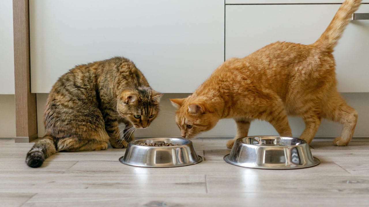 How long is wet cat food good for