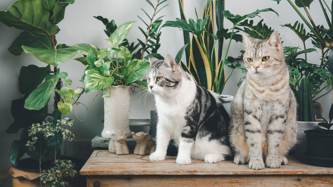 Plants toxic to cats